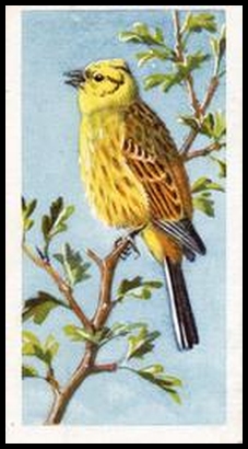 11 Yellowhammer